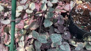 How To Grow Ceropegia Woodii ‘Chain of Hearts’ From a Leaf [upl. by Ramsdell994]