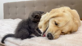 Golden Retriever And Cute Kitten Are Adorable Together [upl. by Gitt697]