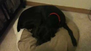 German Shorthaired Pointer Dog Nesting his Bed [upl. by Engel352]