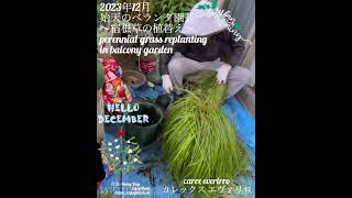 【2023年12月 始天のベランダガーデニング 〜カレックス・エヴァリロの植替え〜】perennial grass replanting in balcony garden [upl. by Ursa]