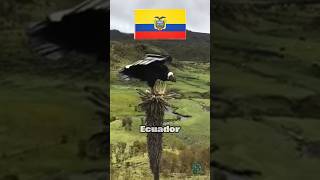 El ave que reina las cordilleras de los andes  interesante entretenimiento curiosidades [upl. by Berkshire]