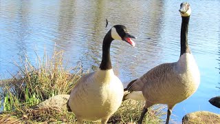 Angry Goose HISSING [upl. by Rabelais]