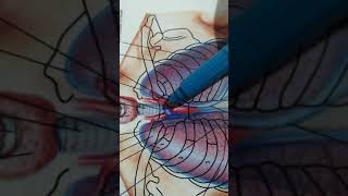 Relations of the trachea [upl. by Hatnamas]