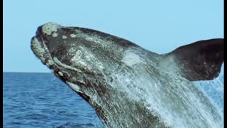 The Sperm Whale Prepares To Breed  Attenborough  Life of Mammals  BBC Earth [upl. by Tomlinson]