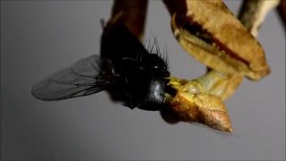 Decimiana bolivari comiendo  Decimiana bolivari feeding [upl. by Broder]