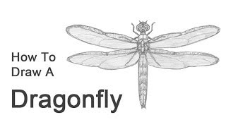 How to Draw a Dragonfly [upl. by Megen]