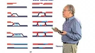 Gene conversion  Jim Haber Brandeis [upl. by Renata]