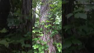 ASMR Nature 200 Foot Cottonwood Tree [upl. by Adirem650]