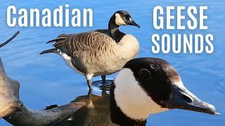 Canadian geese sounds [upl. by Carmine215]