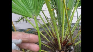 The difference between Chamaerops humilis amp Trachycarpus fortunei palm trees [upl. by Yleme]