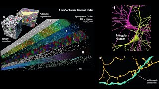 A petavoxel fragment of human cerebral cortex reconstructed at nanoscale resolution [upl. by Antons]