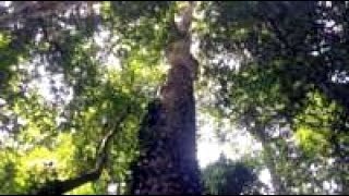 Is this Africas tallest tree [upl. by Bannerman619]