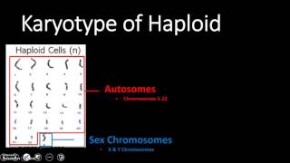 Karyotype Haploid amp Diploid Cell Types [upl. by Ennayrb204]