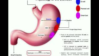 Anatomy amp Physiology of the Stomach [upl. by Rochemont]