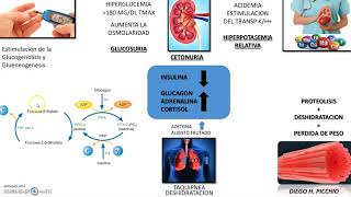 Cetoacidosis Diabetica Fisiopatologia [upl. by Esidnak]