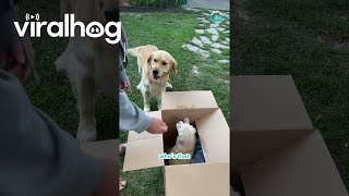 Golden Retriever Unboxes Brand New Bestie  ViralHog [upl. by Lerat]