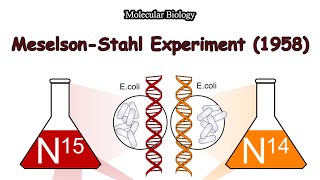 MeselsonStahl Experiment ll Semiconservative Replication ll DrHadi Bux [upl. by Nauqas]