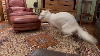 Borzoi spinning [upl. by Jonny581]