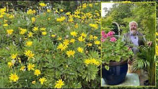 MARGUERITE AFRICAINE  SES FLEURS ENSOLEILLENT LE JARDIN TOUTE L’ANNÉE Le Quotidien du Jardin N°408 [upl. by Aneret]