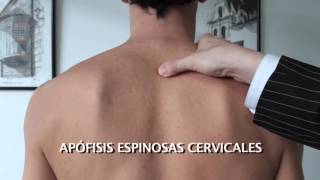 Inveder  EspondiloApp  Apófisis espinosas cervicales dorsales y lumbares [upl. by Eikcin34]