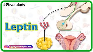 Physiology of Leptin Animation USMLE Step 1 [upl. by Yelwar]