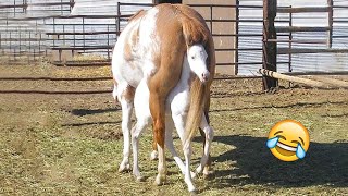 Best funniest horses of the week  Funny And Cute horses Video Compilation 2024 🐴14 [upl. by Assenna]