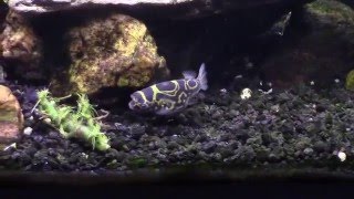 Figure 8 Puffer with Bumblebee Gobies in my Brackish Tank [upl. by Whittaker]