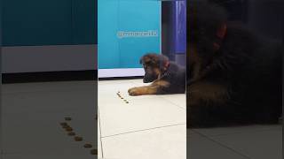 Leo Learn To Stay  German shepherd  Puppy dogs puppy [upl. by Eldnar256]