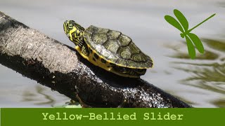 Yellow Bellied Slider [upl. by Erbua]