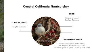 Coastal California Gnatcatcher  Natalie Tong [upl. by Tibbs]