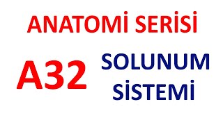 Solunum Sistemi A32  Anatomi Serisi [upl. by Ellennaj]