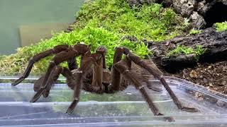 Theraphosa stermi rehouse and care [upl. by Ademordna]