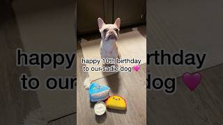 birthday trip with sadie to petco explore explorepage petco pets shorts shortvideo humor [upl. by Amsab]