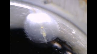 Pleurobrachia sp テマリクラゲ類 Sea gooseberry 초소형 유즐동물 [upl. by Aicemed]