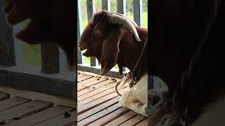 BEST WEIGHT GAINING GOAT BREED BOER [upl. by Naillil561]