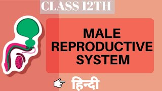 Male Reproductive System  Class 12  Biology  Human Reproduction  Be Educated [upl. by Weed]