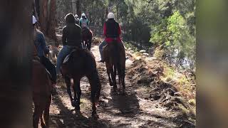 Horse Ride Lunch and Half Day Wine Tour Mudgee [upl. by Erolyat]