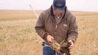 The Next Step Adding Cover Crop To A NoTill System [upl. by Ellie]