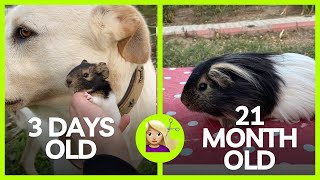 Guinea Pig Barber  How to cut Guinea Pig Hair with Scissor [upl. by Elon930]