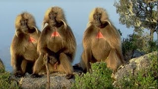 Defending a Monkey Harem  Clever Monkeys  BBC Earth [upl. by Eden]