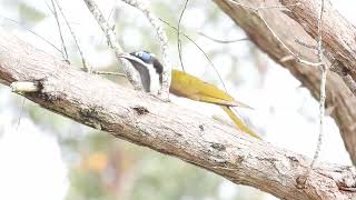 Bluefaced Honeyeater Hervey Bay Qld [upl. by Elle732]