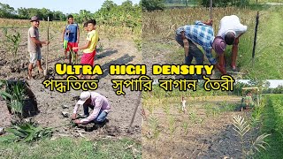 ultra High Density betel nut garden  সবচে আধুনিক পদ্ধতিতে সুপারি বাগান তৈরী করে প্রচুর লাভবান হন🌴 [upl. by Silden162]