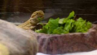 Our new Bearded Dragon eating his first salad [upl. by Phylys]