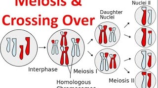 Meiosis amp Crossing Over [upl. by Seyer]