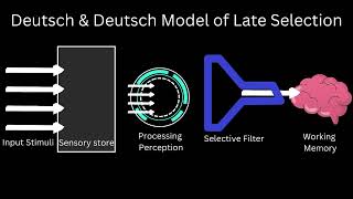 SELECTIVE ATTENTION THEORIES EXPLAINED  The Brain on Why We Listen to What We Want To [upl. by Sivia]