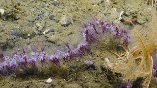 Spectacular Siphonophore Strands  Nautilus Live [upl. by Dylana98]