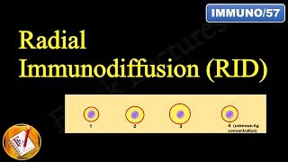 Radial Immunodiffusion Mancini Technique FLImmuno57 [upl. by Eanil]