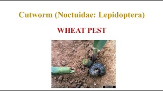 Wheat Cutworm [upl. by Ayar]