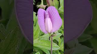 Spurred butterfly pea flower amp black ant 冠状蝶豆花和黑蚁 Bunga kacang ramarama didorong amp semut hitam [upl. by Anavas]