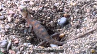 See How Garden Lizard Lay Eggs [upl. by Yenterb771]